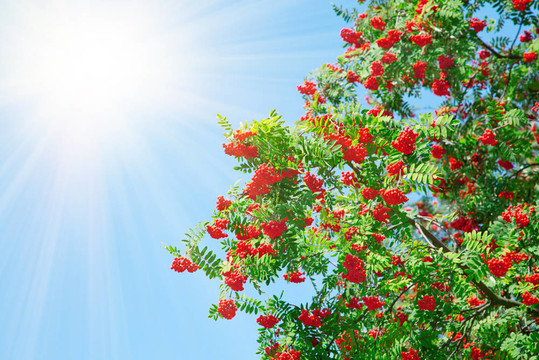 一個(gè)陽光樹花楸漿果