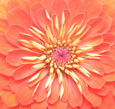特寫紅色百日草的花