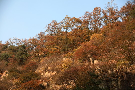 九仙山層林盡染紅葉爛漫