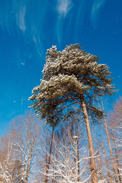 吹雪的松樹(shù)