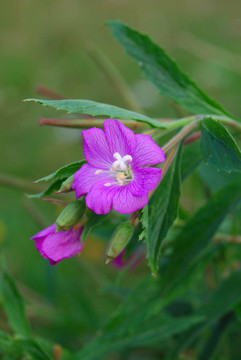 codlins和奶油（Epilobium hirsutum）