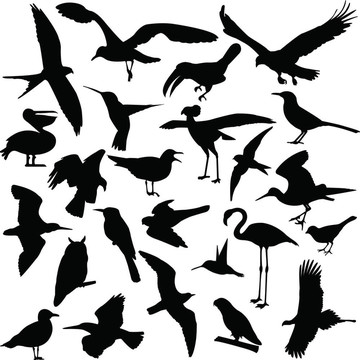 鳥(niǎo)的剪影