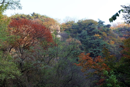 九仙山層林盡染紅葉爛漫