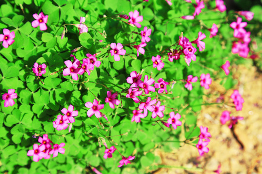 紫色小花