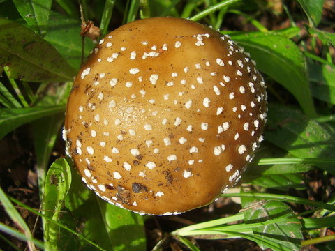 豹斑鵝膏