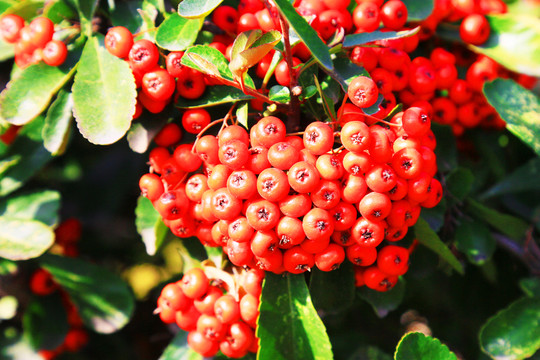 紅豆