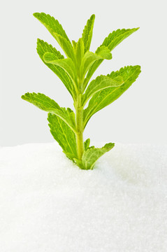 甜菊糖；支持