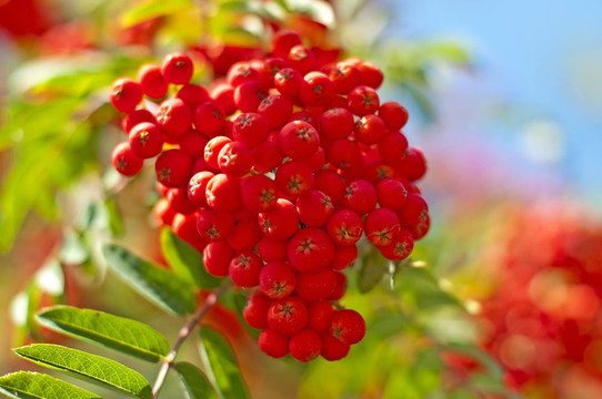 花楸漿果
