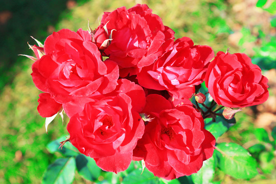 月季花