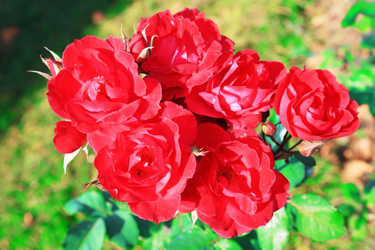 月季花
