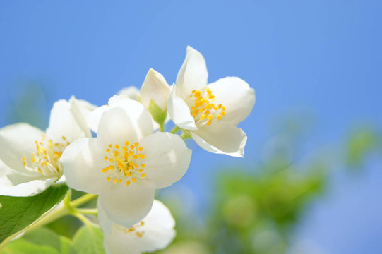 花茉莉