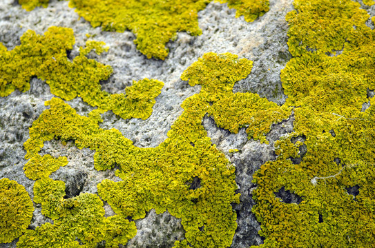 sporophyt