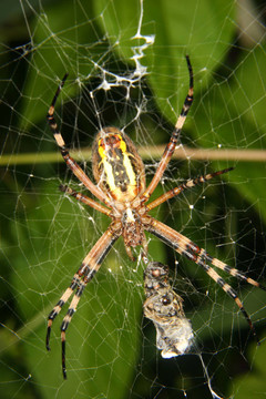 黃蜂蜘蛛（Argiope bruennichi）