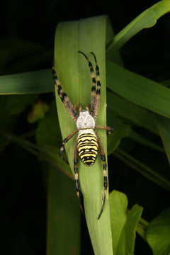 黃蜂蜘蛛（Argiope bruennichi）