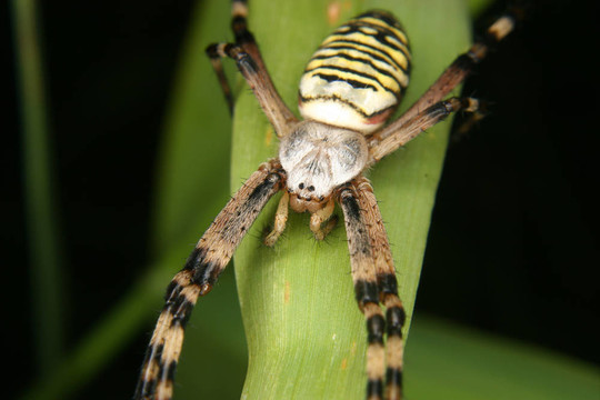 黃蜂蜘蛛（Argiope bruennichi）