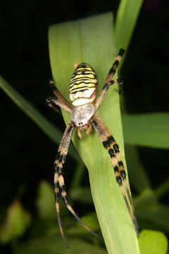 黃蜂蜘蛛（Argiope bruennichi）