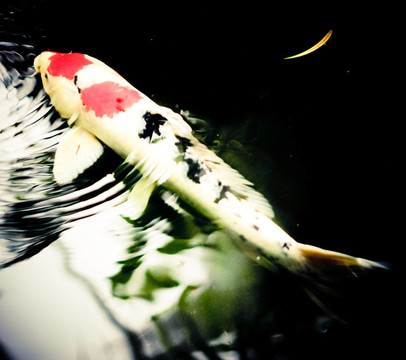 白色和紅色的魚