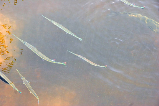 魚