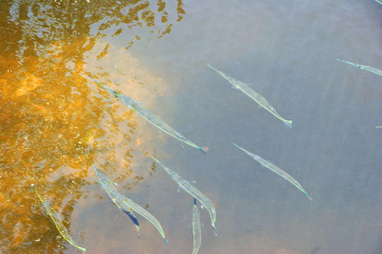 魚