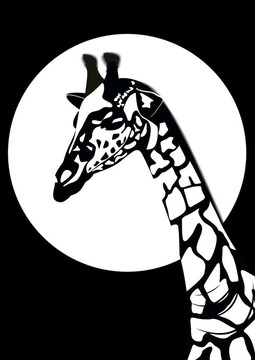 黑白長頸鹿