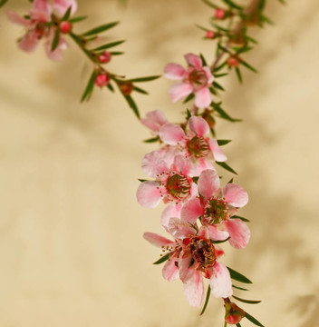 Leptospermum粉紅色級聯(lián)春天的花朵