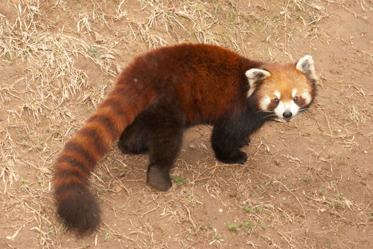 小熊貓