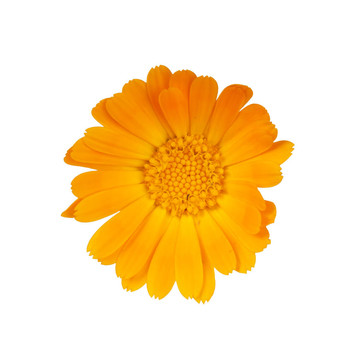 金盞花