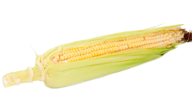 玉米穗