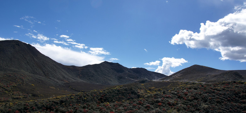 高山植被