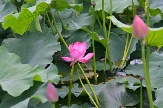 荷花