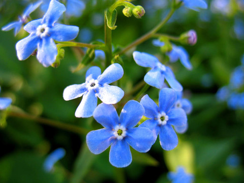 藍色的花