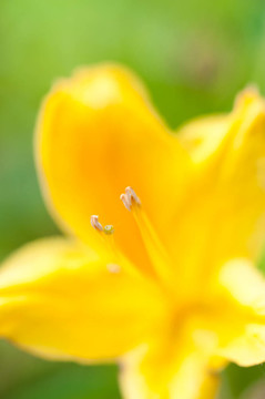 黃色的花