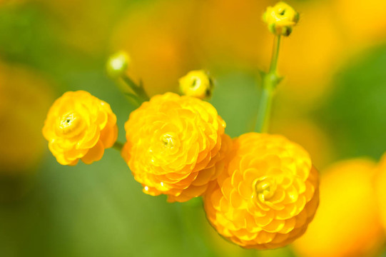 黃色的花