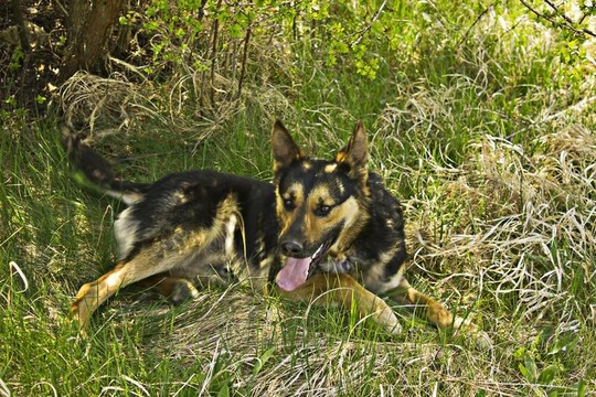 德國(guó)牧羊犬