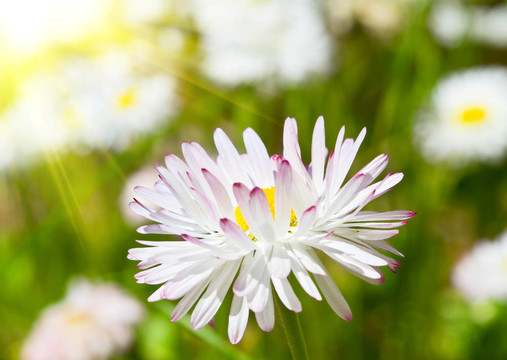 春天的雛菊