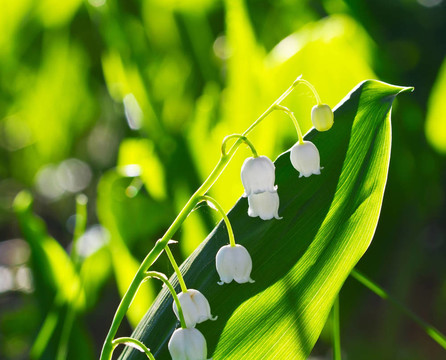 山谷百合花