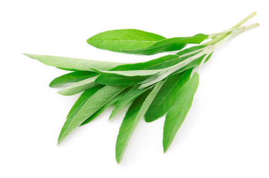 鼠尾草的綠葉；白色背景上的分離