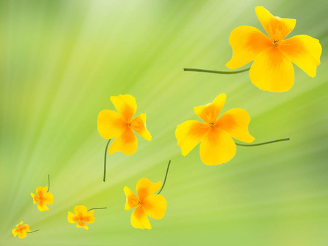 花