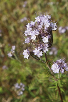 開(kāi)花的領(lǐng)域