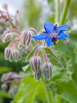 花