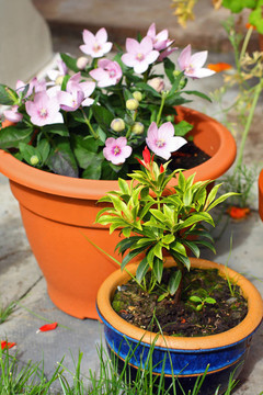 花盆里的花園
