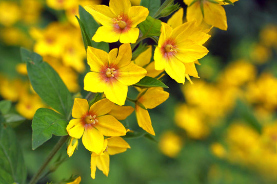 黃蓮花；Lysimachia punctata