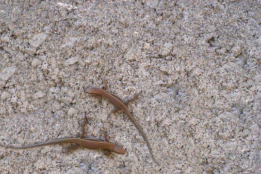 lizzards