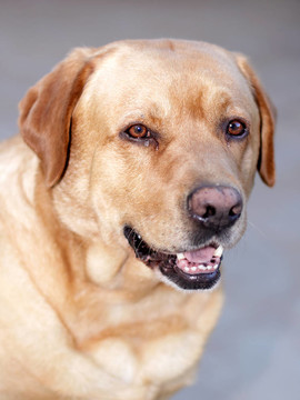 拉布拉多獵犬