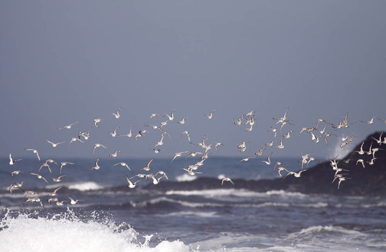 成群的海鳥飛行