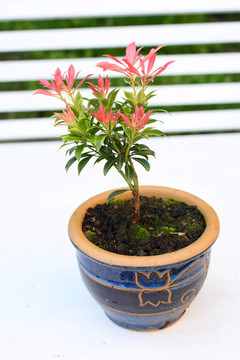 花園里的花園花；森林火焰