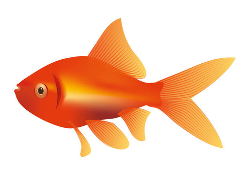 金魚插畫