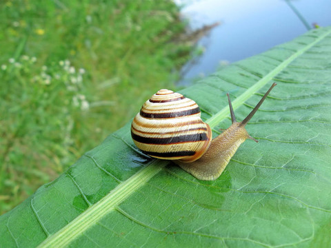 蜗牛（腹足纲软体动物）在绿色的叶片；自然的细节