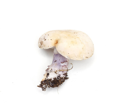 蘑菇藍(lán)腳