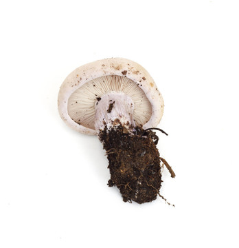 蘑菇藍(lán)腳